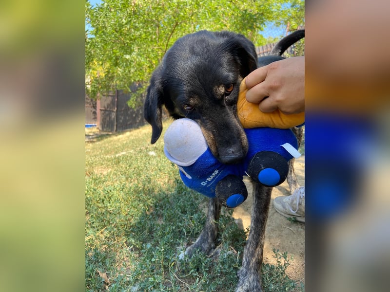 Menschenbezogener Hovawart ähnl. Hundejunge, ca. 2,5 Jahre, 50cm, kastriert