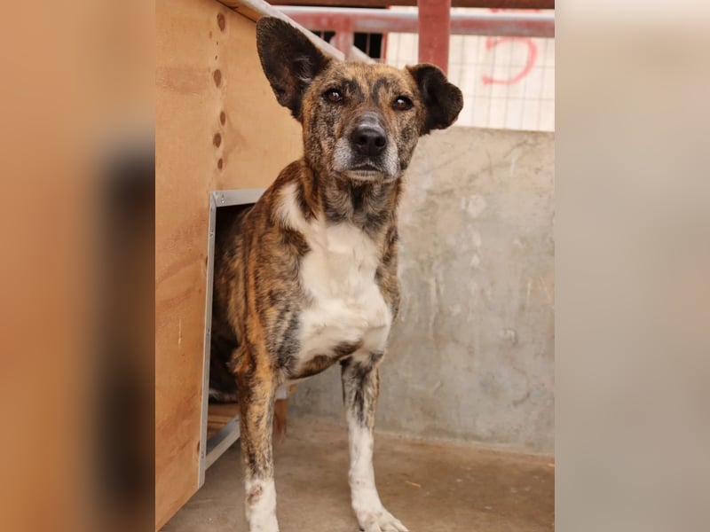 Gianna - Zarte Hundeseele sucht geduldige Menschen mit großem Herzen