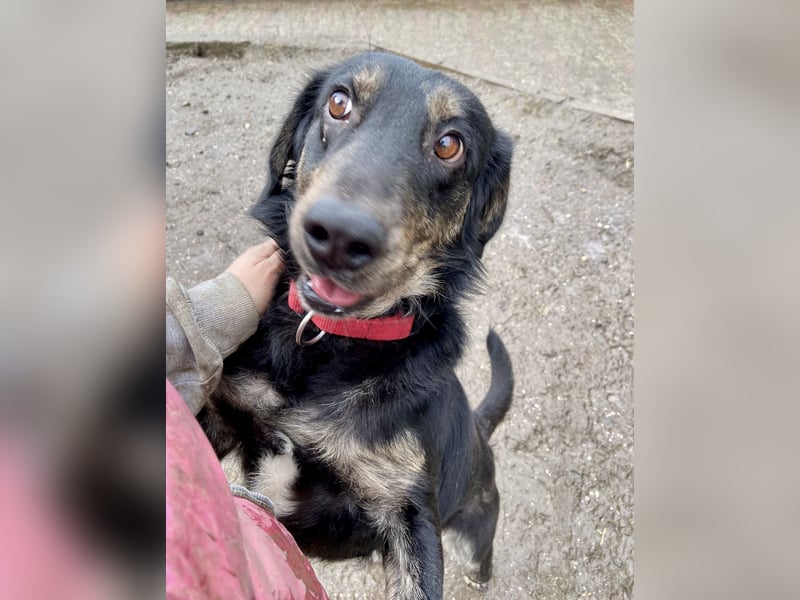 Menschenbezogener Hovawart ähnl. Hundejunge, ca. 2,5 Jahre, 50cm, kastriert