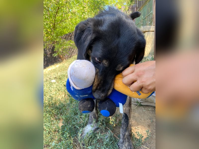 Menschenbezogener Hovawart ähnl. Hundejunge, ca. 2,5 Jahre, 50cm, kastriert