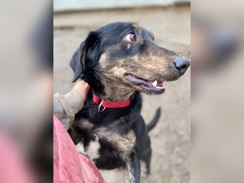 Menschenbezogener Hovawart ähnl. Hundejunge, ca. 2,5 Jahre, 50cm, kastriert
