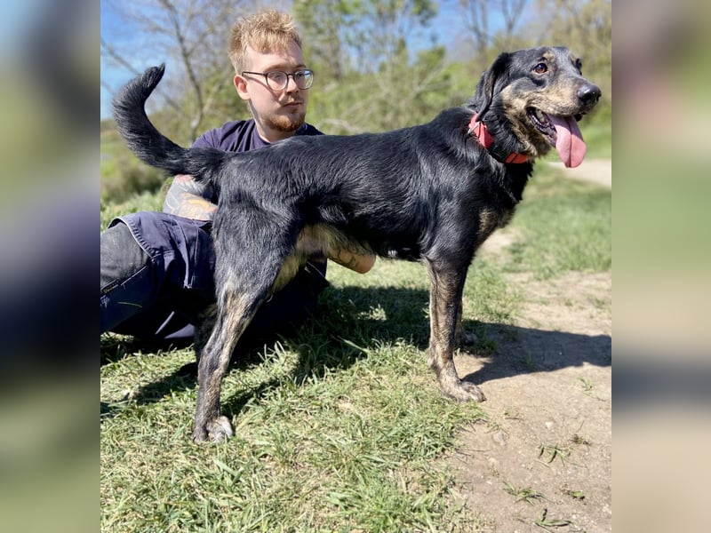Menschenbezogener Hovawart ähnl. Hundejunge, ca. 2,5 Jahre, 50cm, kastriert