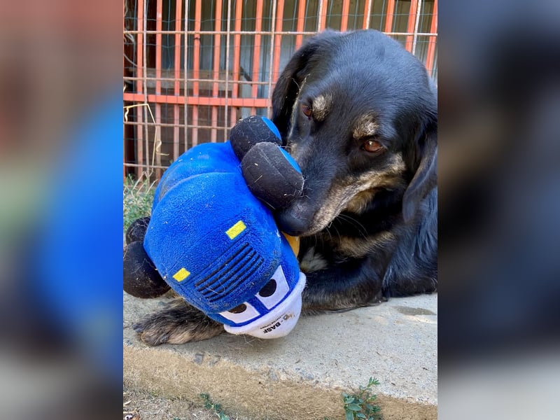 Menschenbezogener Hovawart ähnl. Hundejunge, ca. 2,5 Jahre, 50cm, kastriert