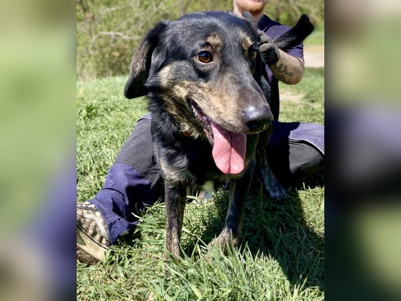 Menschenbezogener Hovawart ähnl. Hundejunge, ca. 2,5 Jahre, 50cm, kastriert