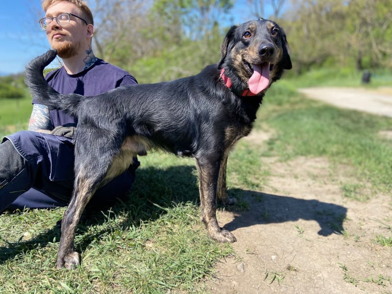 Menschenbezogener Hovawart ähnl. Hundejunge, ca. 2,5 Jahre, 50cm, kastriert