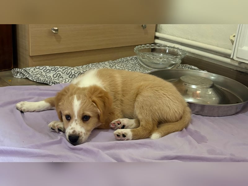 Booster, geb. ca. 11/2025, lebt in GRIECHENLAND, auf einer privaten Pflegestelle