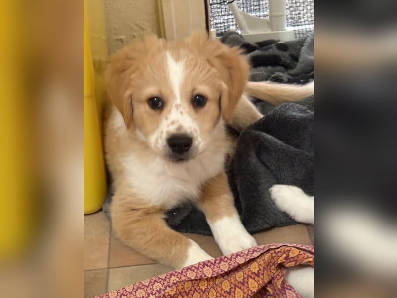 Booster, geb. ca. 11/2025, lebt in GRIECHENLAND, auf einer privaten Pflegestelle