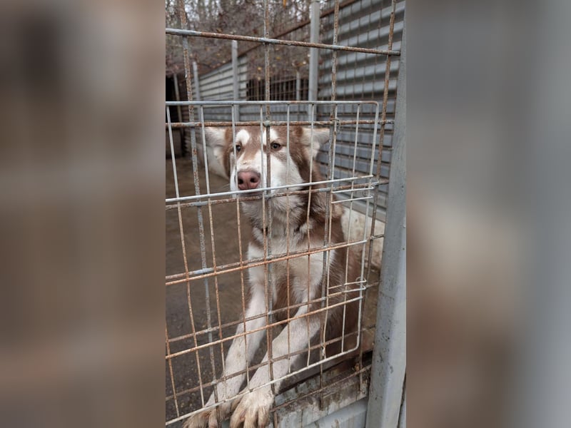 Oreo sucht sein Für-Immer-Zuhause