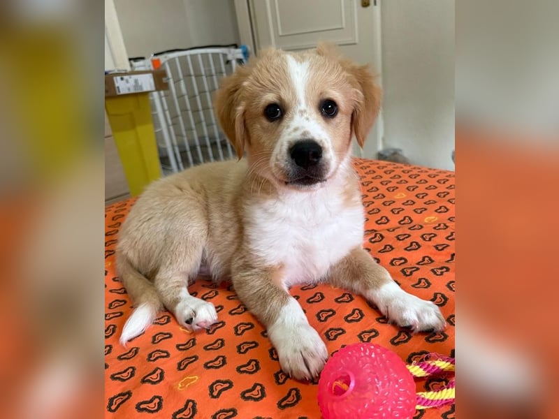 Booster, geb. ca. 11/2025, lebt in GRIECHENLAND, auf einer privaten Pflegestelle