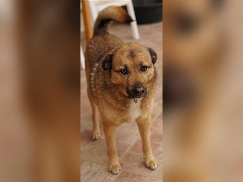 Aris-Jano, geb. ca. 02/2016, lebt in GRIECHENLAND, auf einer privaten Pflegestelle