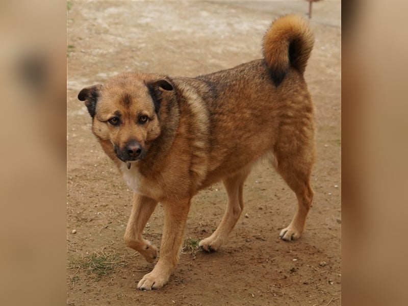 Aris-Jano, geb. ca. 02/2016, lebt in GRIECHENLAND, auf einer privaten Pflegestelle