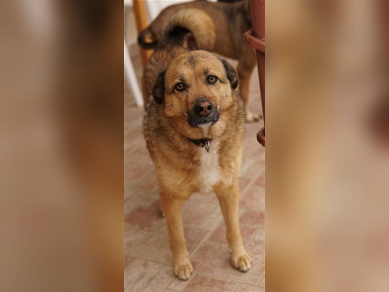 Aris-Jano, geb. ca. 02/2016, lebt in GRIECHENLAND, auf einer privaten Pflegestelle