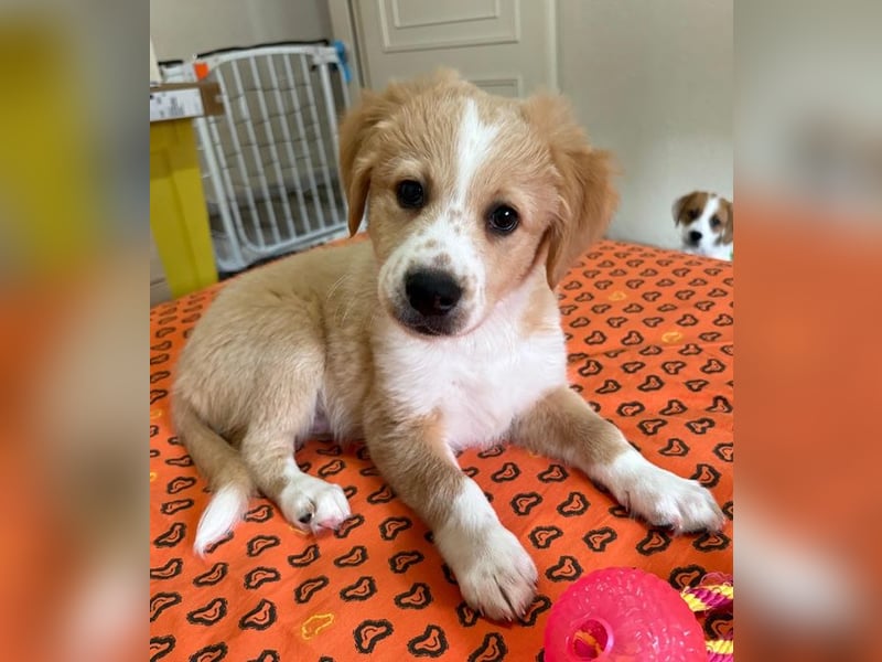 Booster, geb. ca. 11/2025, lebt in GRIECHENLAND, auf einer privaten Pflegestelle