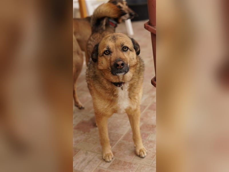 Aris-Jano, geb. ca. 02/2016, lebt in GRIECHENLAND, auf einer privaten Pflegestelle