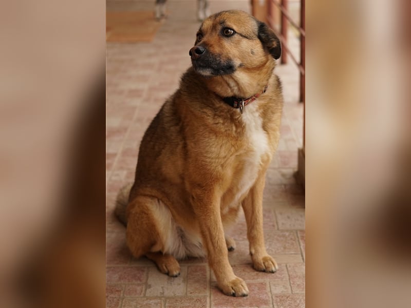 Aris-Jano, geb. ca. 02/2016, lebt in GRIECHENLAND, auf einer privaten Pflegestelle