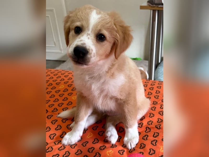 Booster, geb. ca. 11/2025, lebt in GRIECHENLAND, auf einer privaten Pflegestelle