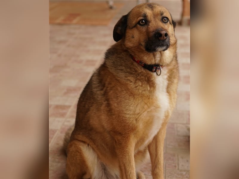 Aris-Jano, geb. ca. 02/2016, lebt in GRIECHENLAND, auf einer privaten Pflegestelle