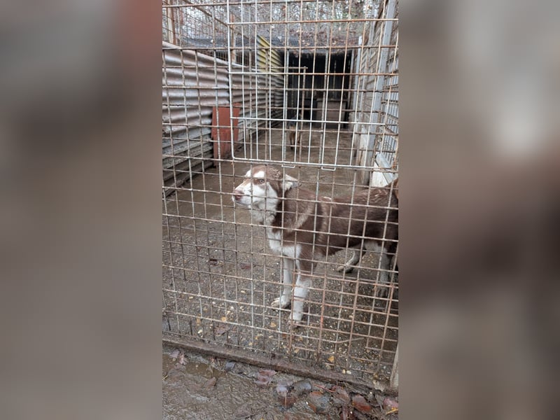 Oreo sucht sein Für-Immer-Zuhause