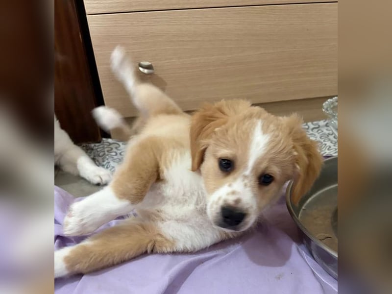 Booster, geb. ca. 11/2025, lebt in GRIECHENLAND, auf einer privaten Pflegestelle