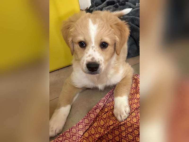 Booster, geb. ca. 11/2025, lebt in GRIECHENLAND, auf einer privaten Pflegestelle