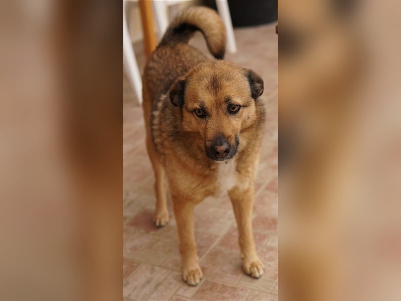 Aris-Jano, geb. ca. 02/2016, lebt in GRIECHENLAND, auf einer privaten Pflegestelle