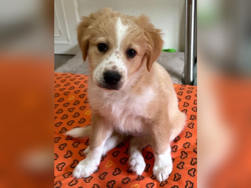 Booster, geb. ca. 11/2025, lebt in GRIECHENLAND, auf einer privaten Pflegestelle