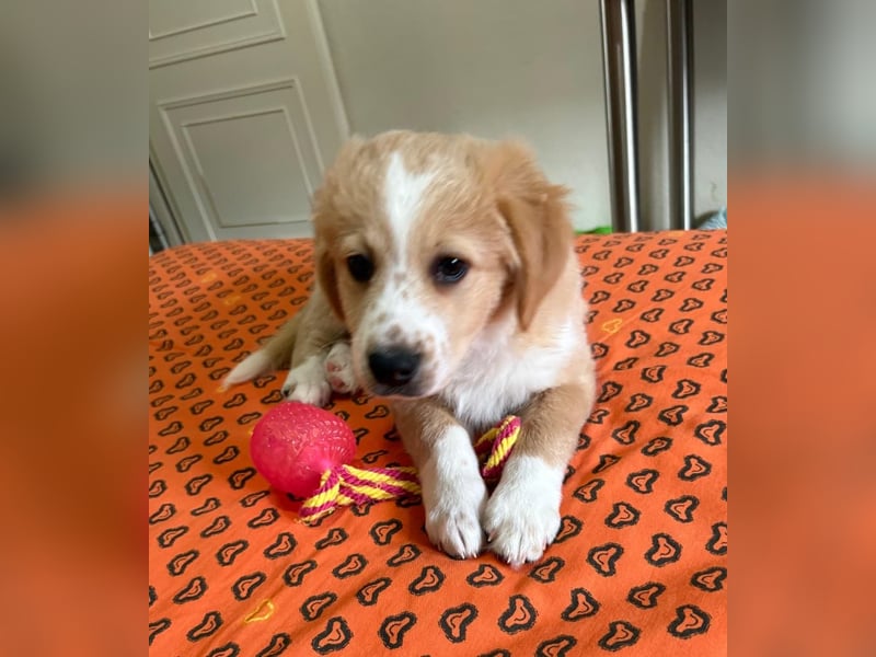 Booster, geb. ca. 11/2025, lebt in GRIECHENLAND, auf einer privaten Pflegestelle