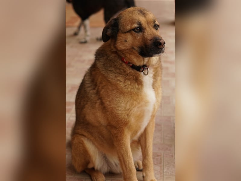 Aris-Jano, geb. ca. 02/2016, lebt in GRIECHENLAND, auf einer privaten Pflegestelle