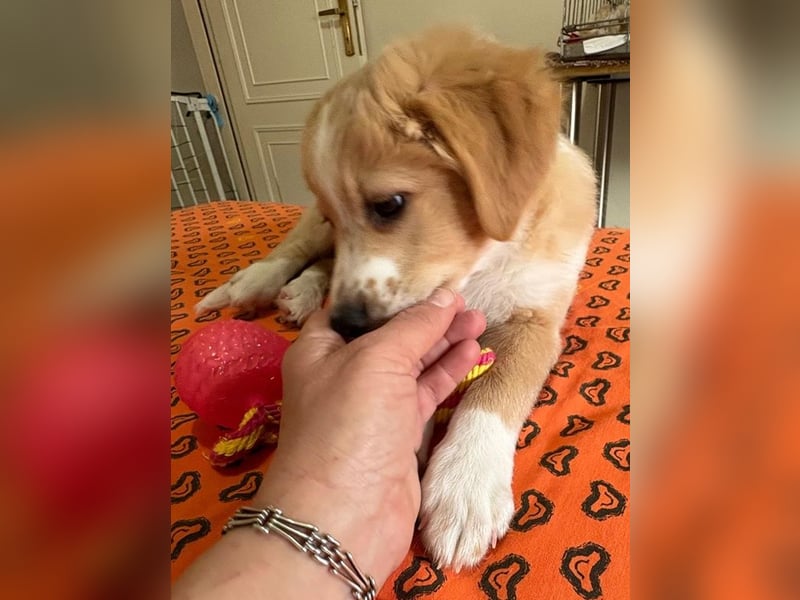 Booster, geb. ca. 11/2025, lebt in GRIECHENLAND, auf einer privaten Pflegestelle