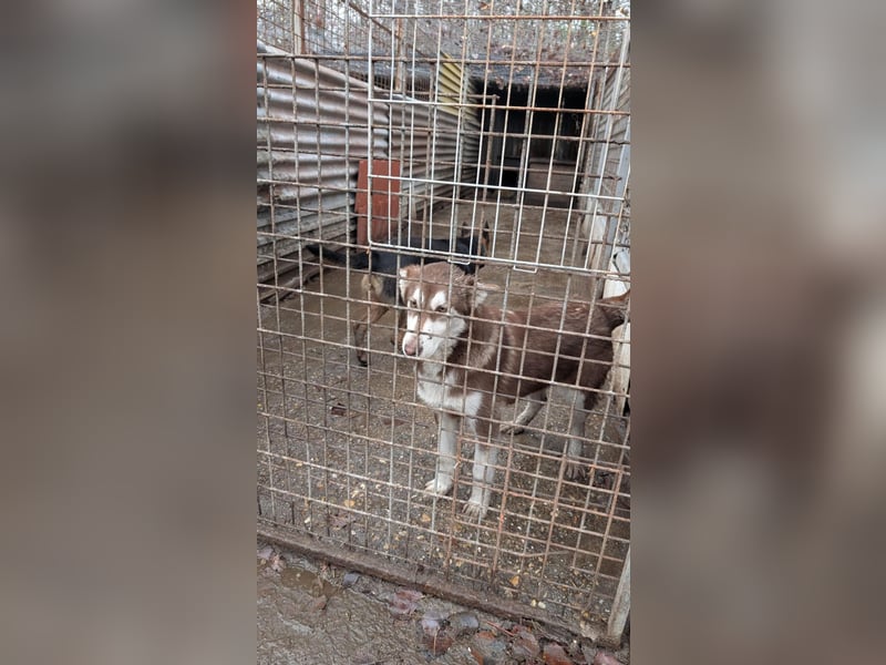 Oreo sucht sein Für-Immer-Zuhause