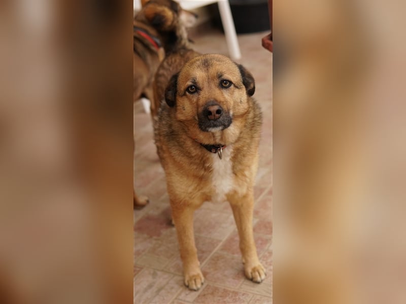 Aris-Jano, geb. ca. 02/2016, lebt in GRIECHENLAND, auf einer privaten Pflegestelle