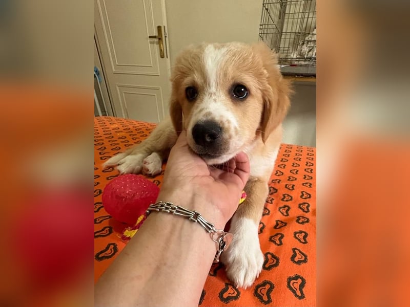 Booster, geb. ca. 11/2025, lebt in GRIECHENLAND, auf einer privaten Pflegestelle