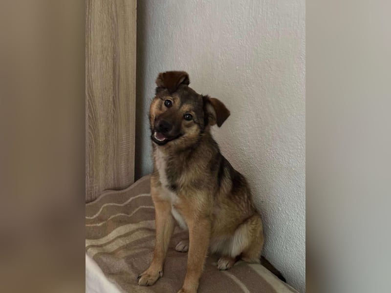 Süße Luna(1 Jahr,42 cm) sucht liebevolles Zuhause