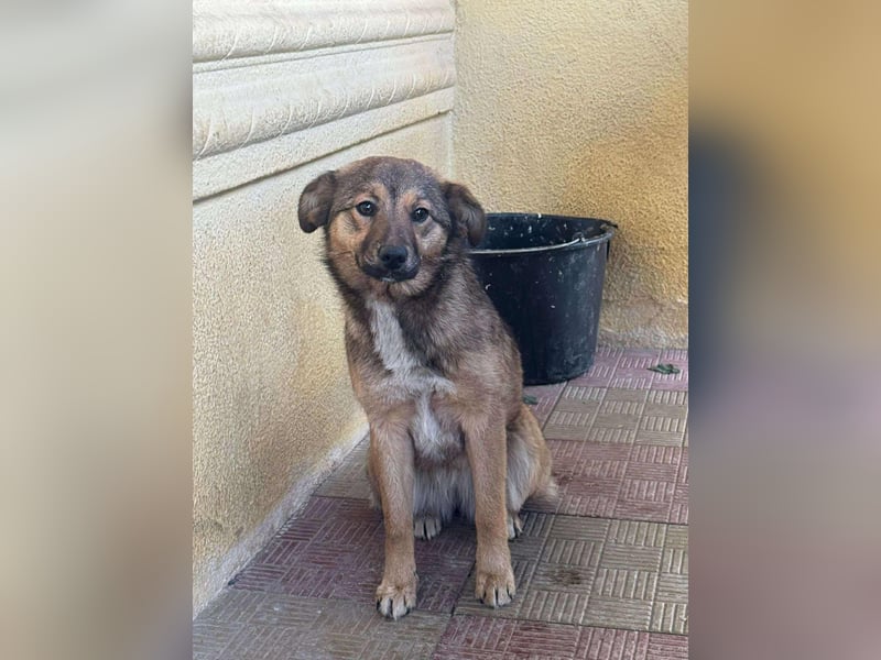 Süße Luna(1 Jahr,42 cm) sucht liebevolles Zuhause