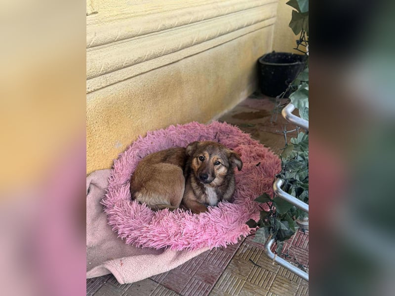 Süße Luna(1 Jahr,42 cm) sucht liebevolles Zuhause