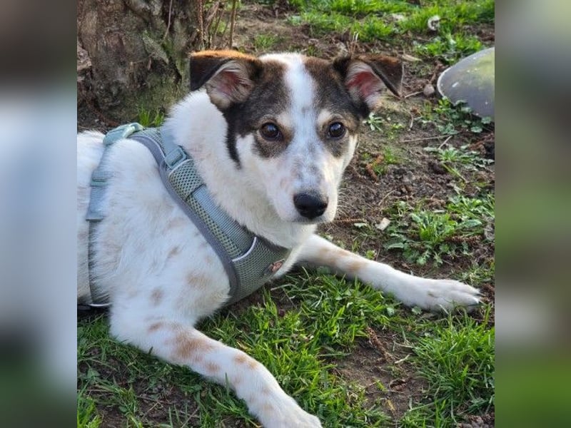 JOSCHI - Rüde mit Handicap steckt voller Lebensfreude