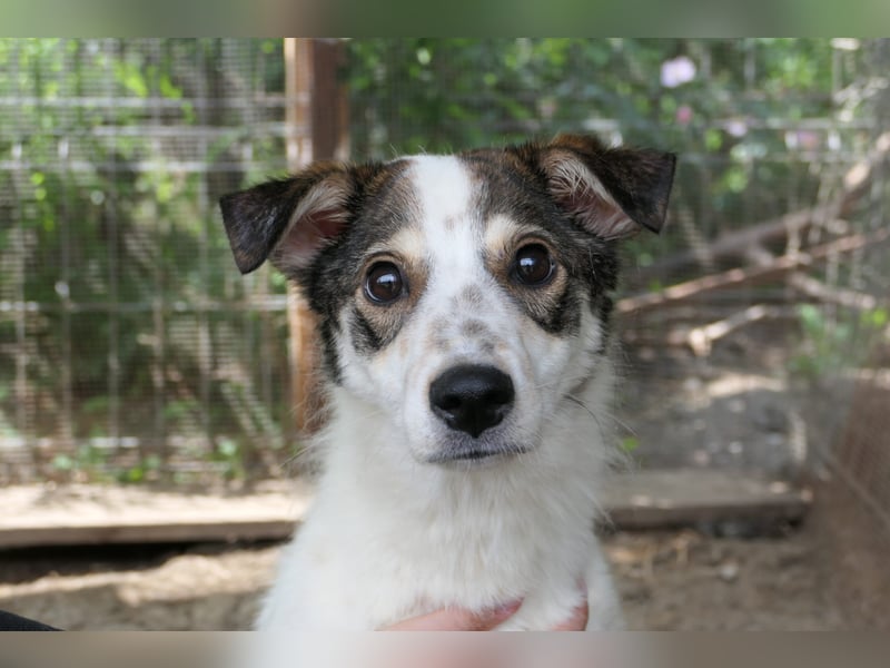 JOSCHI - Rüde mit Handicap steckt voller Lebensfreude