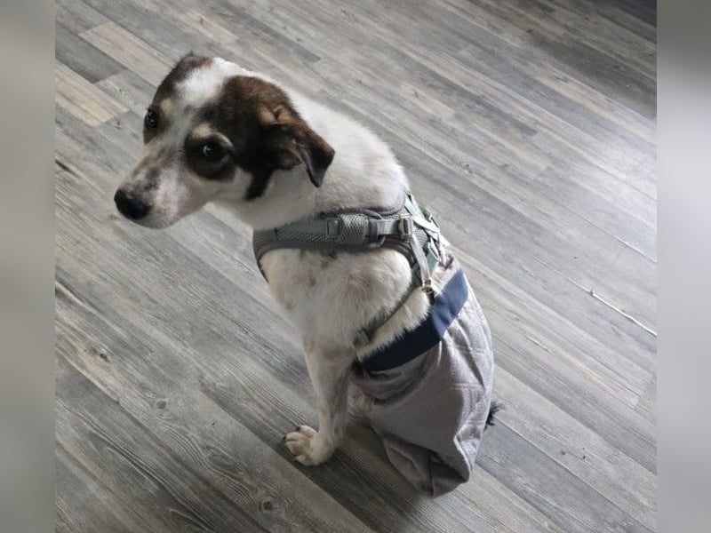 JOSCHI - Rüde mit Handicap steckt voller Lebensfreude