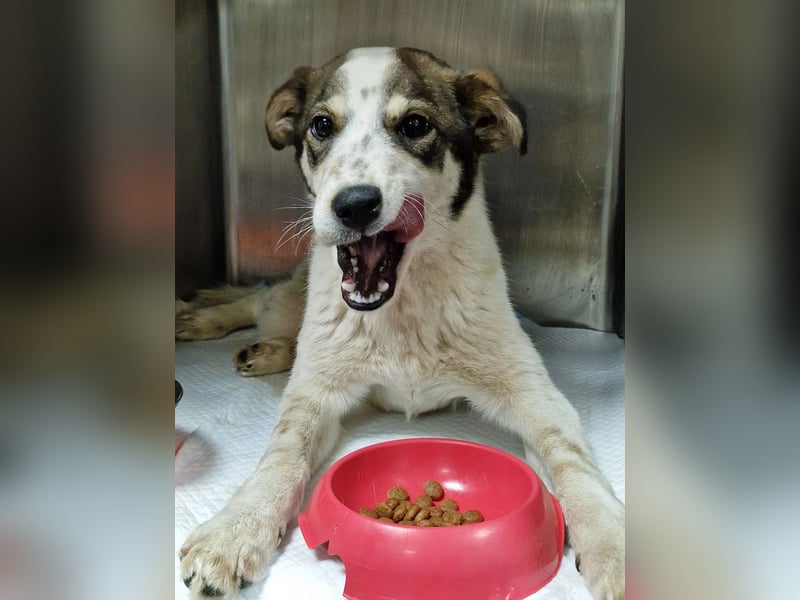 JOSCHI - Rüde mit Handicap steckt voller Lebensfreude