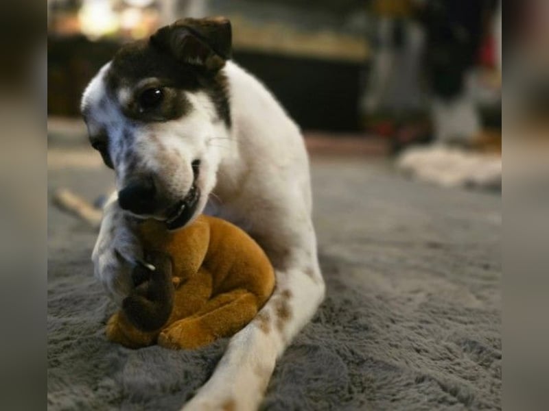 JOSCHI - lieber Rüde mit Handicap sucht seine Menschen