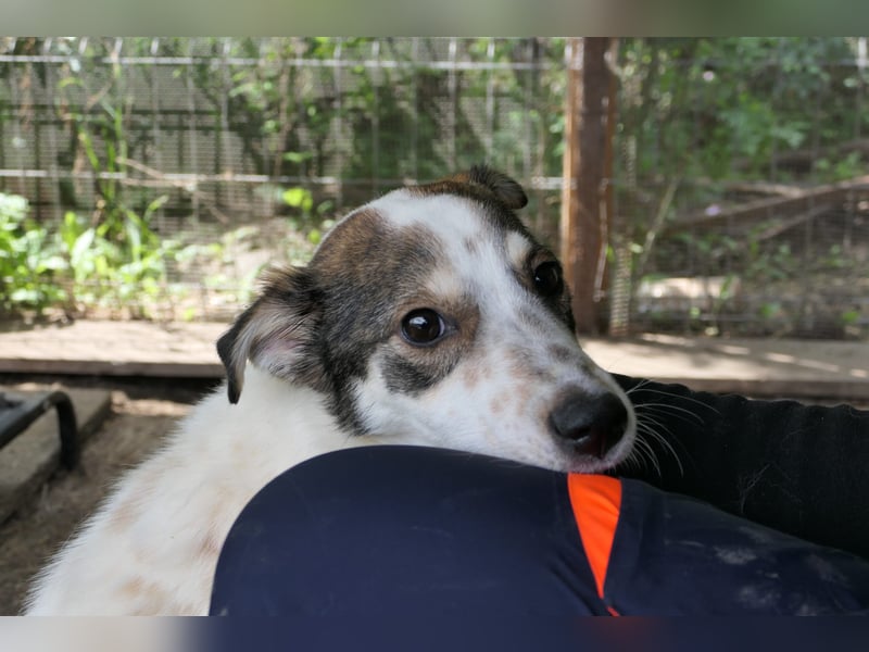 JOSCHI - Rüde mit Handicap steckt voller Lebensfreude