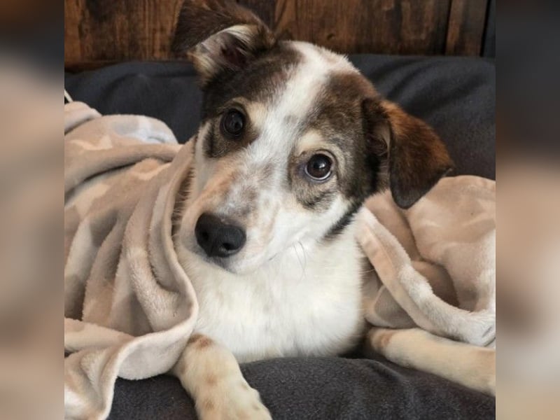 JOSCHI - lieber Rüde mit Handicap sucht seine Menschen