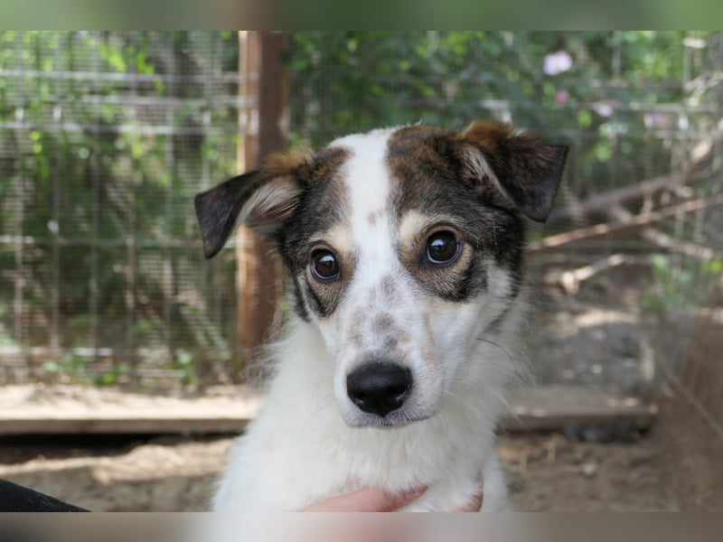 JOSCHI - Rüde mit Handicap steckt voller Lebensfreude