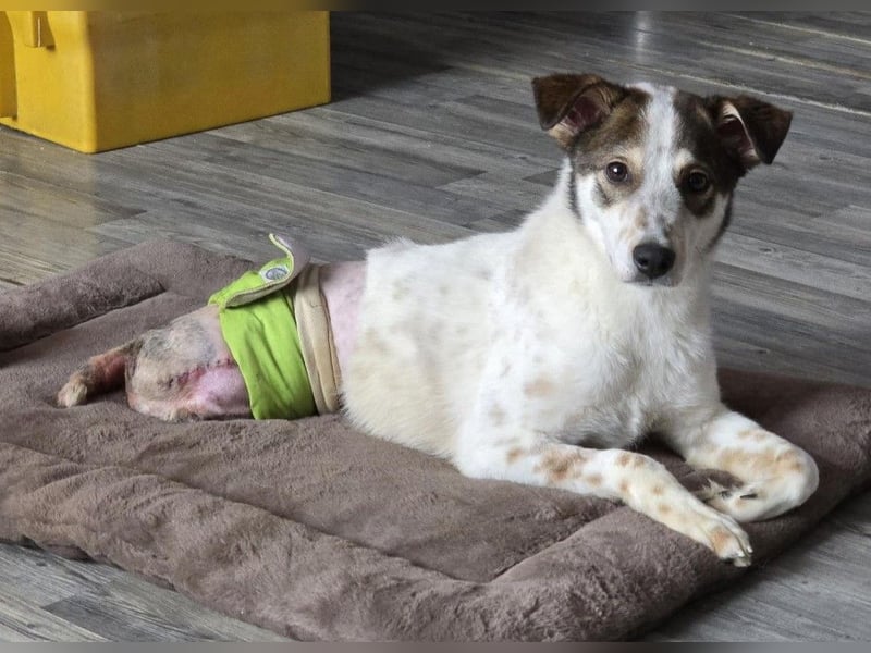 JOSCHI - Rüde mit Handicap steckt voller Lebensfreude