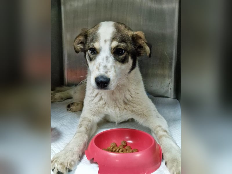 JOSCHI - Rüde mit Handicap steckt voller Lebensfreude