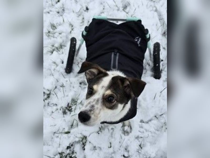 JOSCHI - Rüde mit Handicap steckt voller Lebensfreude