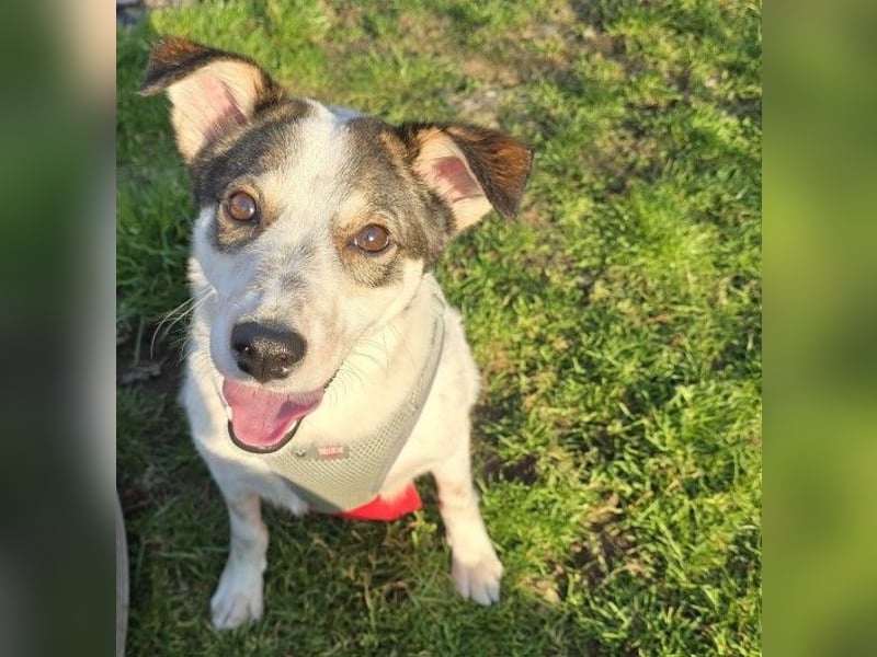 JOSCHI - Rüde mit Handicap steckt voller Lebensfreude