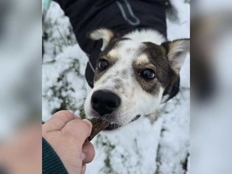 JOSCHI - lieber Rüde mit Handicap sucht seine Menschen
