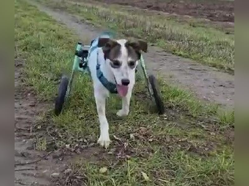 JOSCHI - Rüde mit Handicap steckt voller Lebensfreude