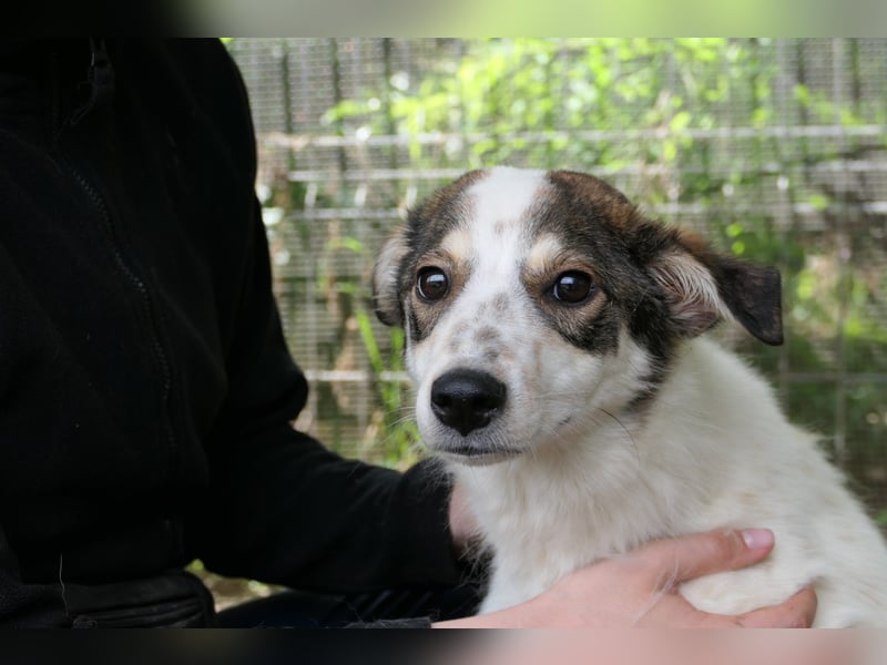 JOSCHI - Rüde mit Handicap steckt voller Lebensfreude